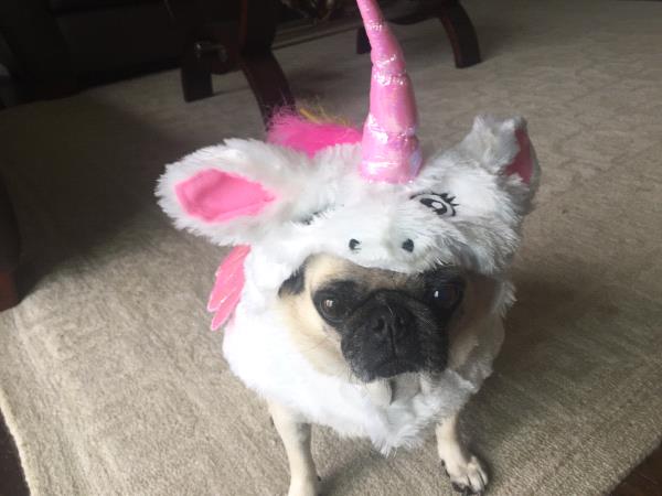 /Images/uploads/PUG NATION RESCUE OF LOS ANGELES/2019pugcalendar/entries/8501thumb.jpg